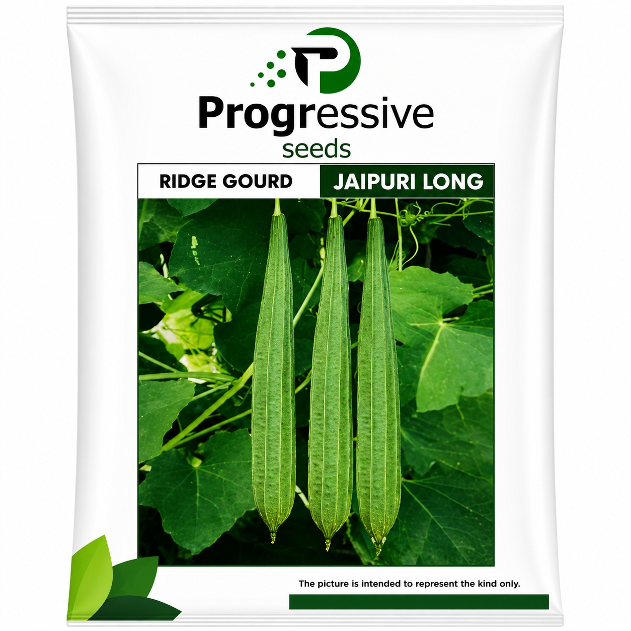 Ridge Gourd
