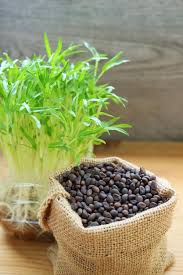 Spinach Seeds